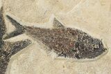 & Diplomystus Fish Fossils - Wyoming #266207-3